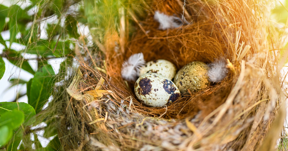 Is Your Next Home in Leicester an Investment …. Or a Nest?