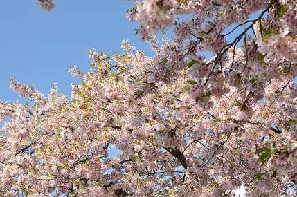 Blossom
