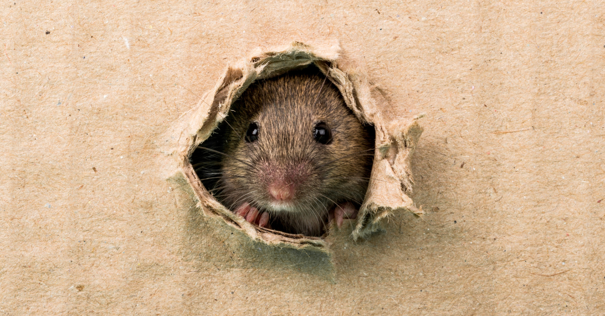 The Estate Agents Who Smelt a Rat and Saved the Day
