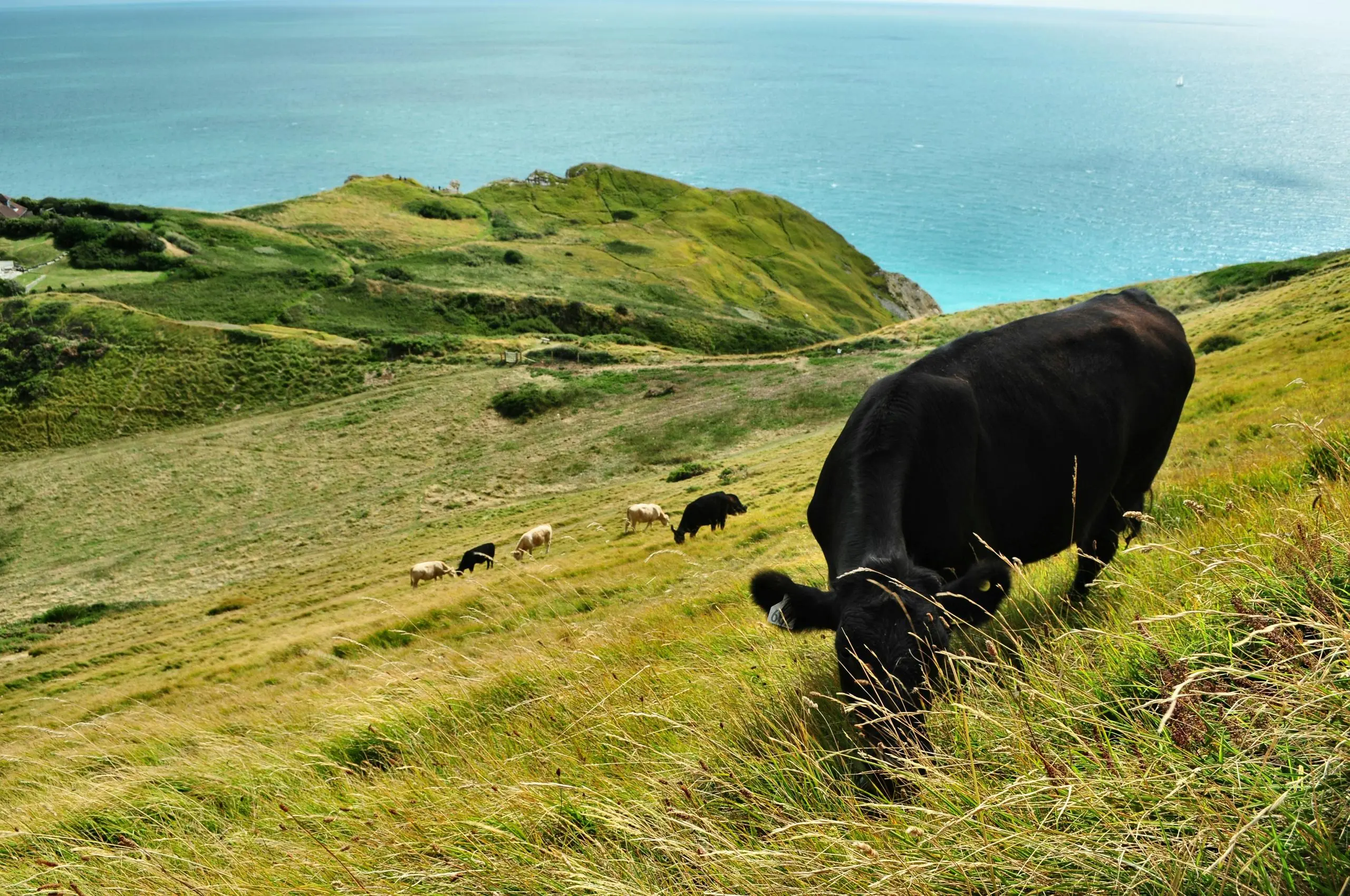 Black cow grazing on grassy hillside overlooking turquoise sea and green cliffs
