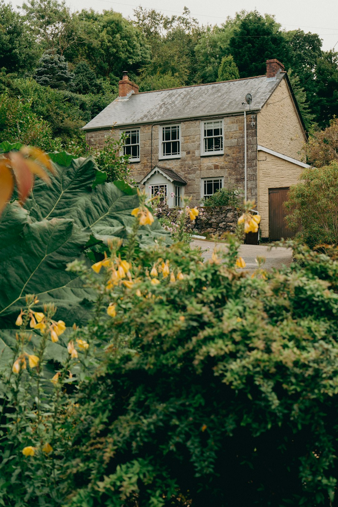 House in lush green forest