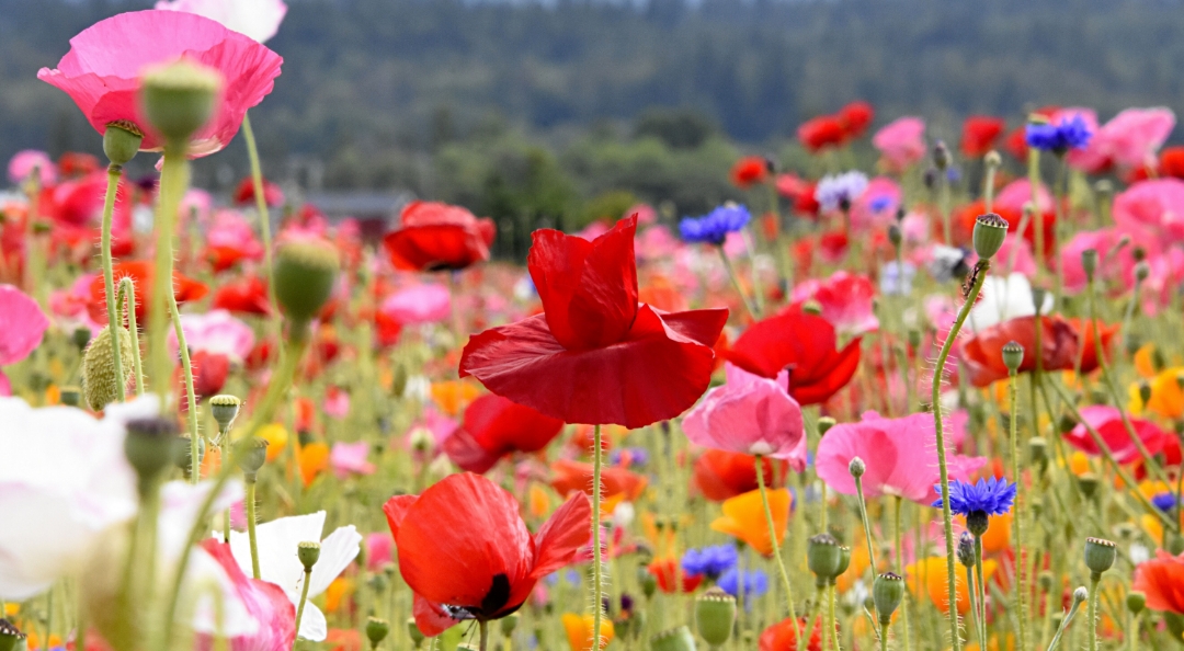 Embrace the Beauty of the Wild at the Vale Agricultural Show