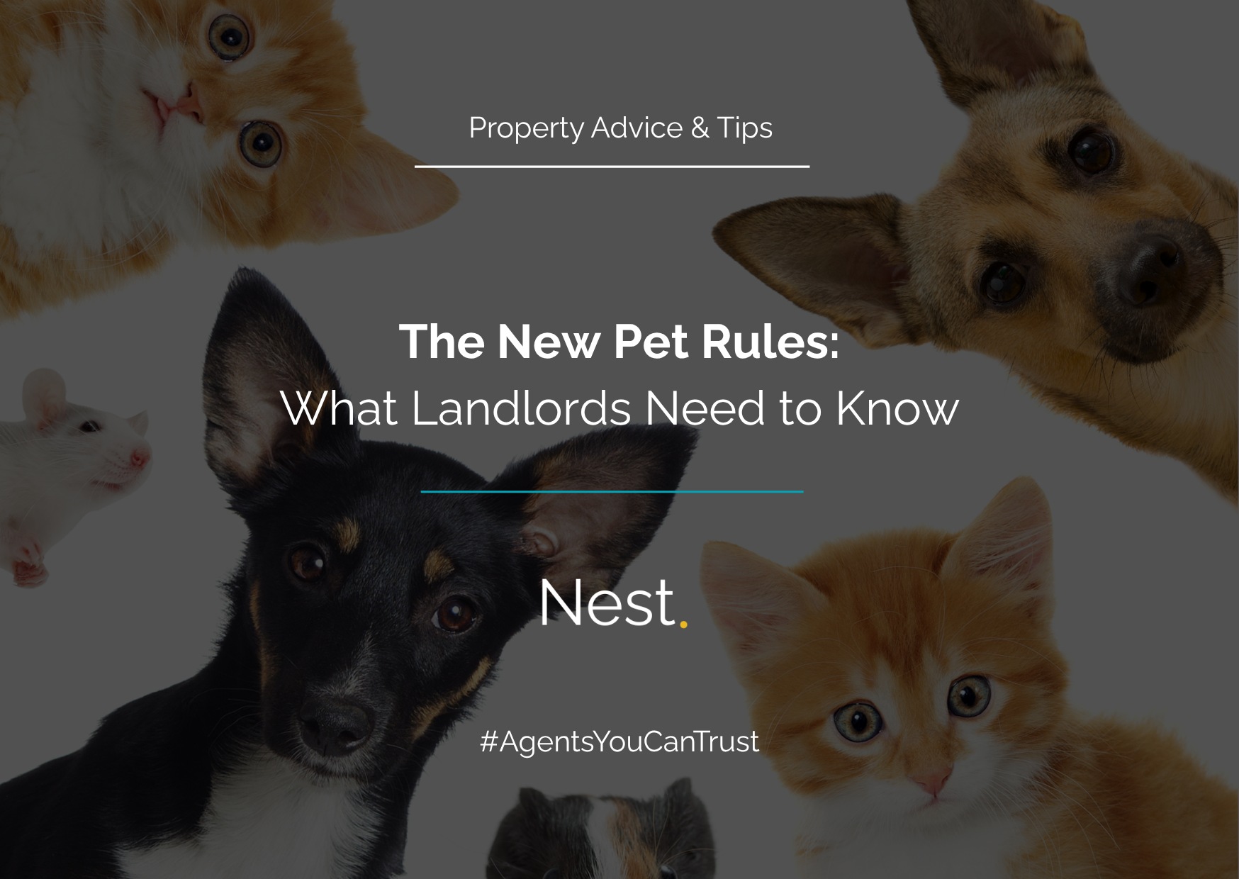 The New Pet Rules: What Landlords Need to Know