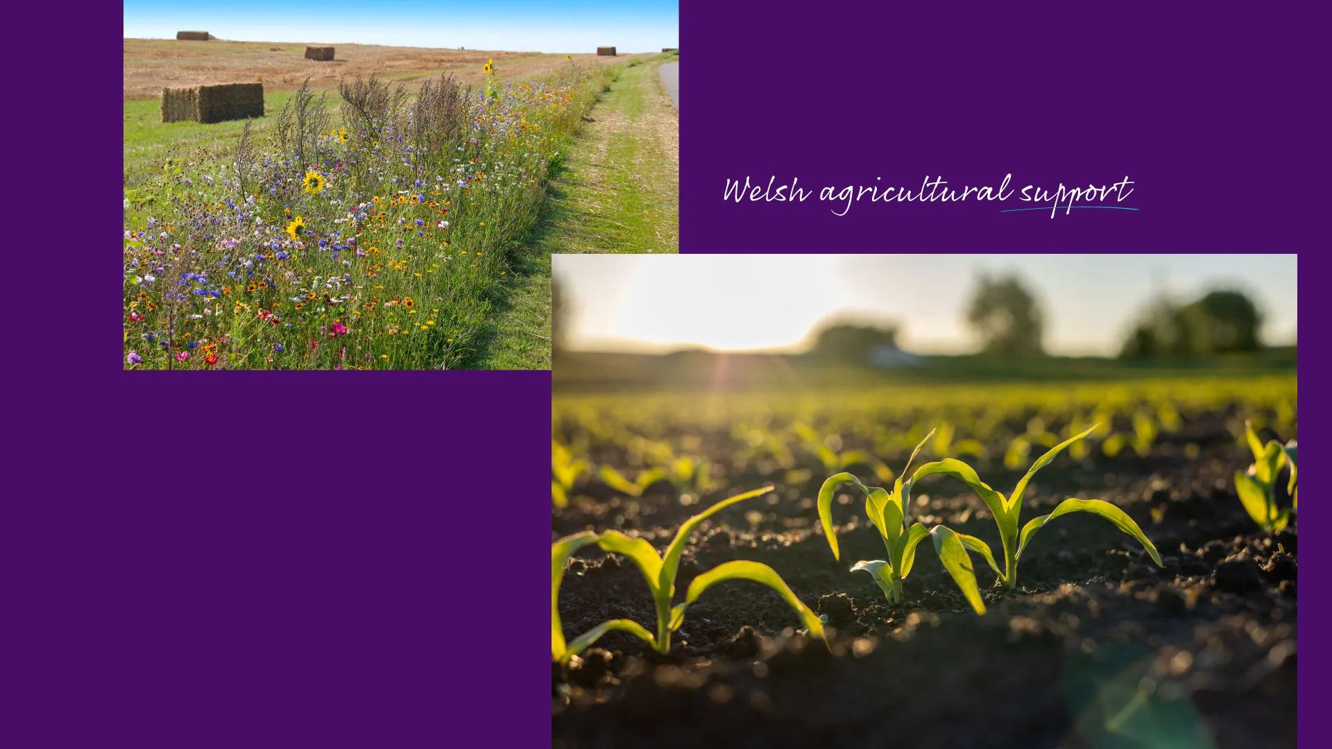 Wildflower field with hay bales and young crop seedlings in soil, with text "Welsh agricultural support"