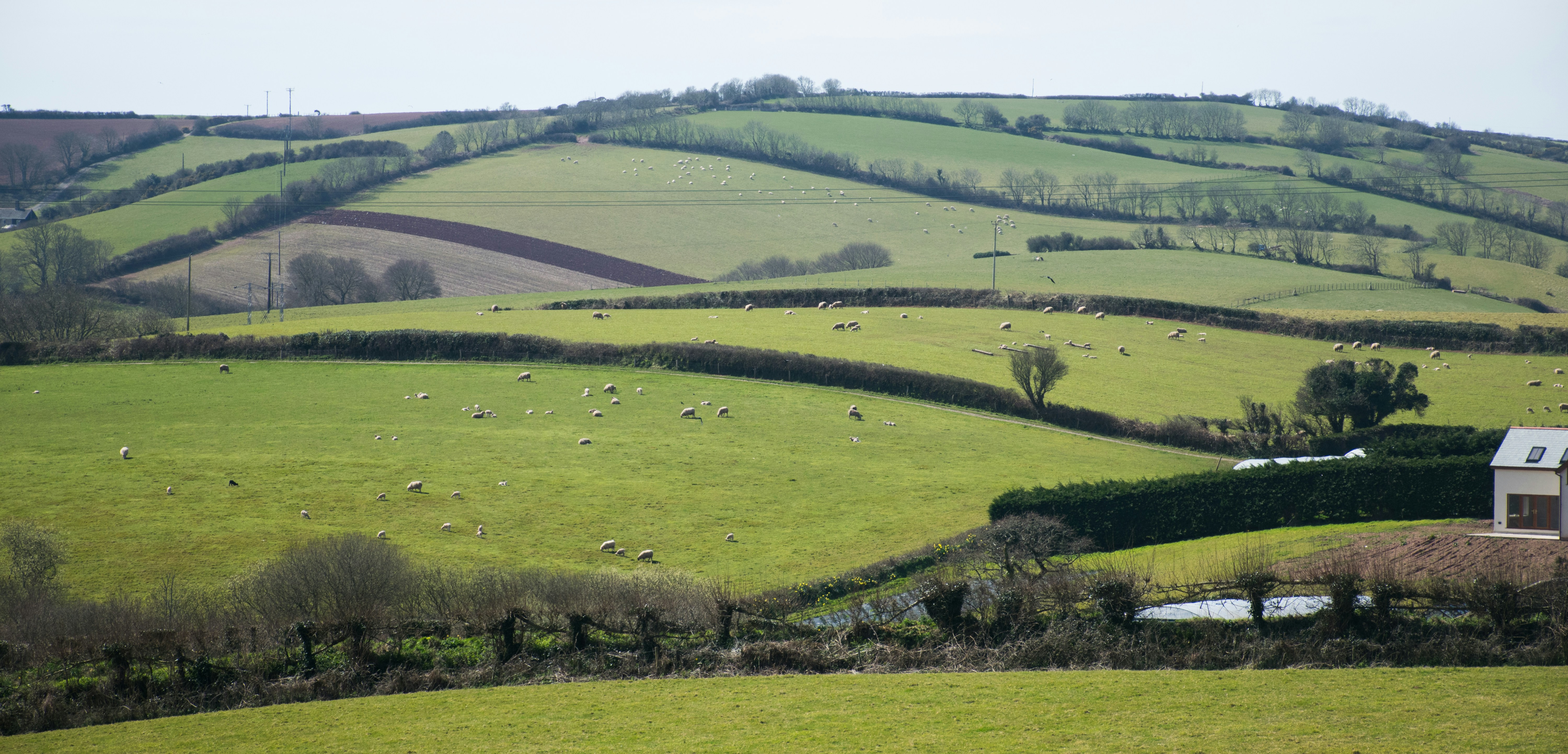 Rolling green fields with sheep in the Devon countryside