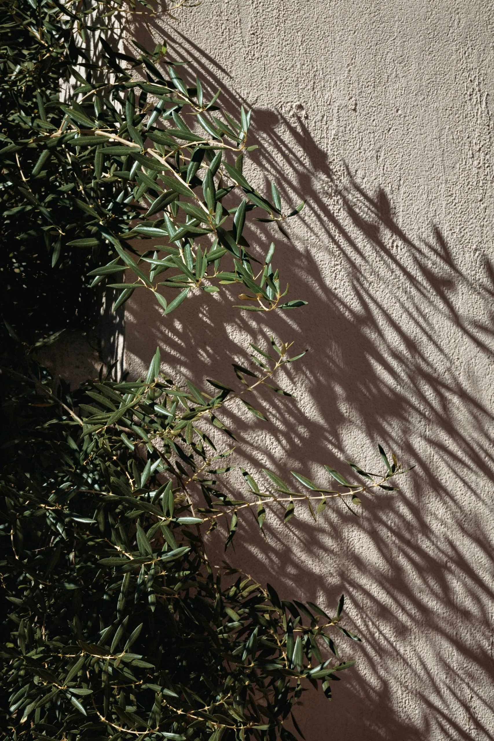 Olive tree shadow against a wall
