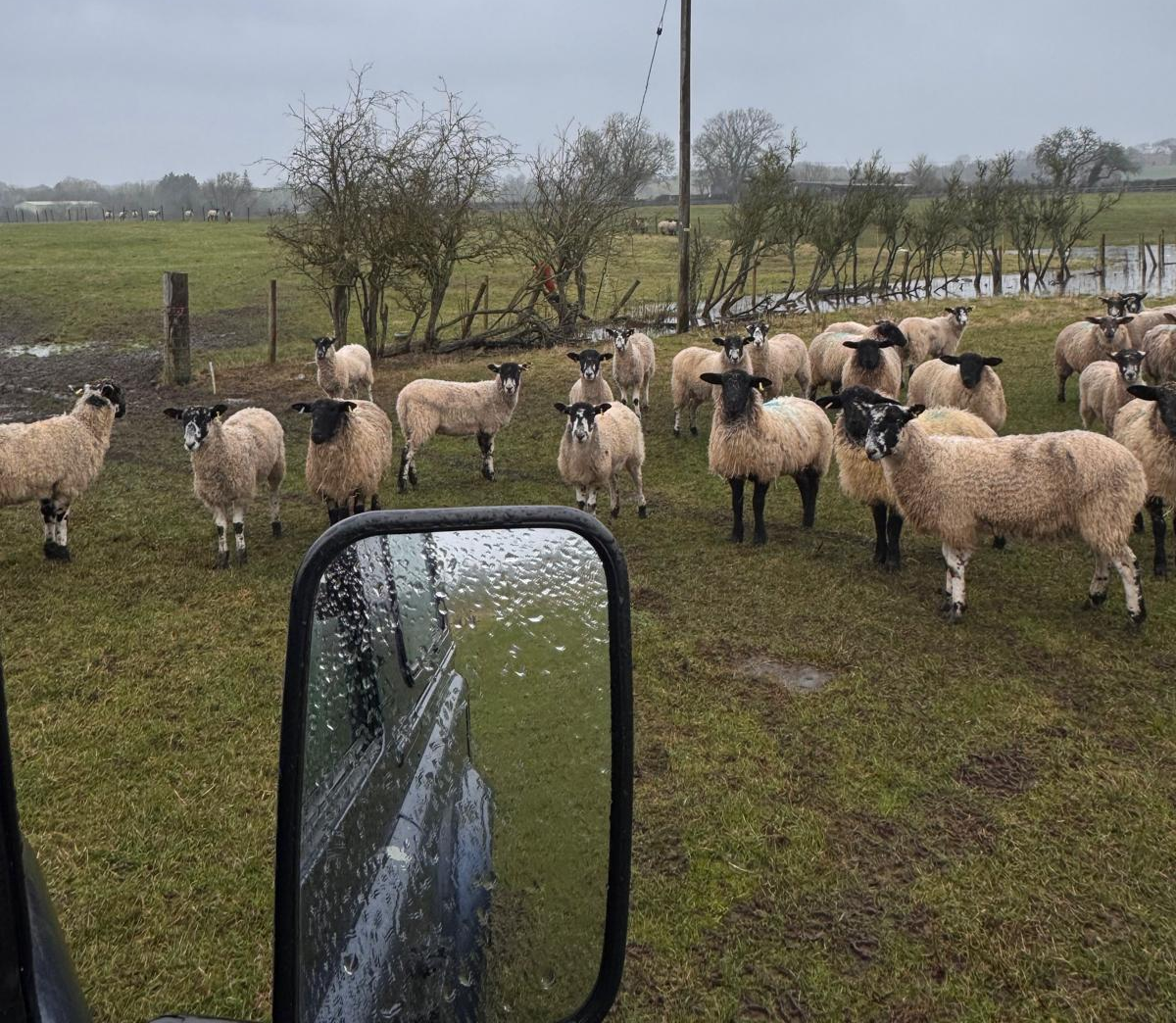 A herd of sheep in a field