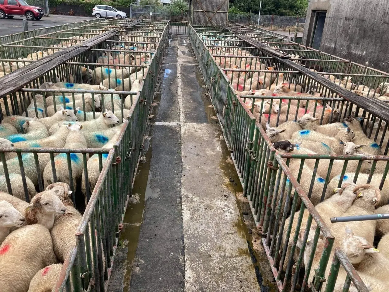 Multiple sheep in metal pens at a livestock market, marked with blue and red dye, with cars and buildings visible in the background