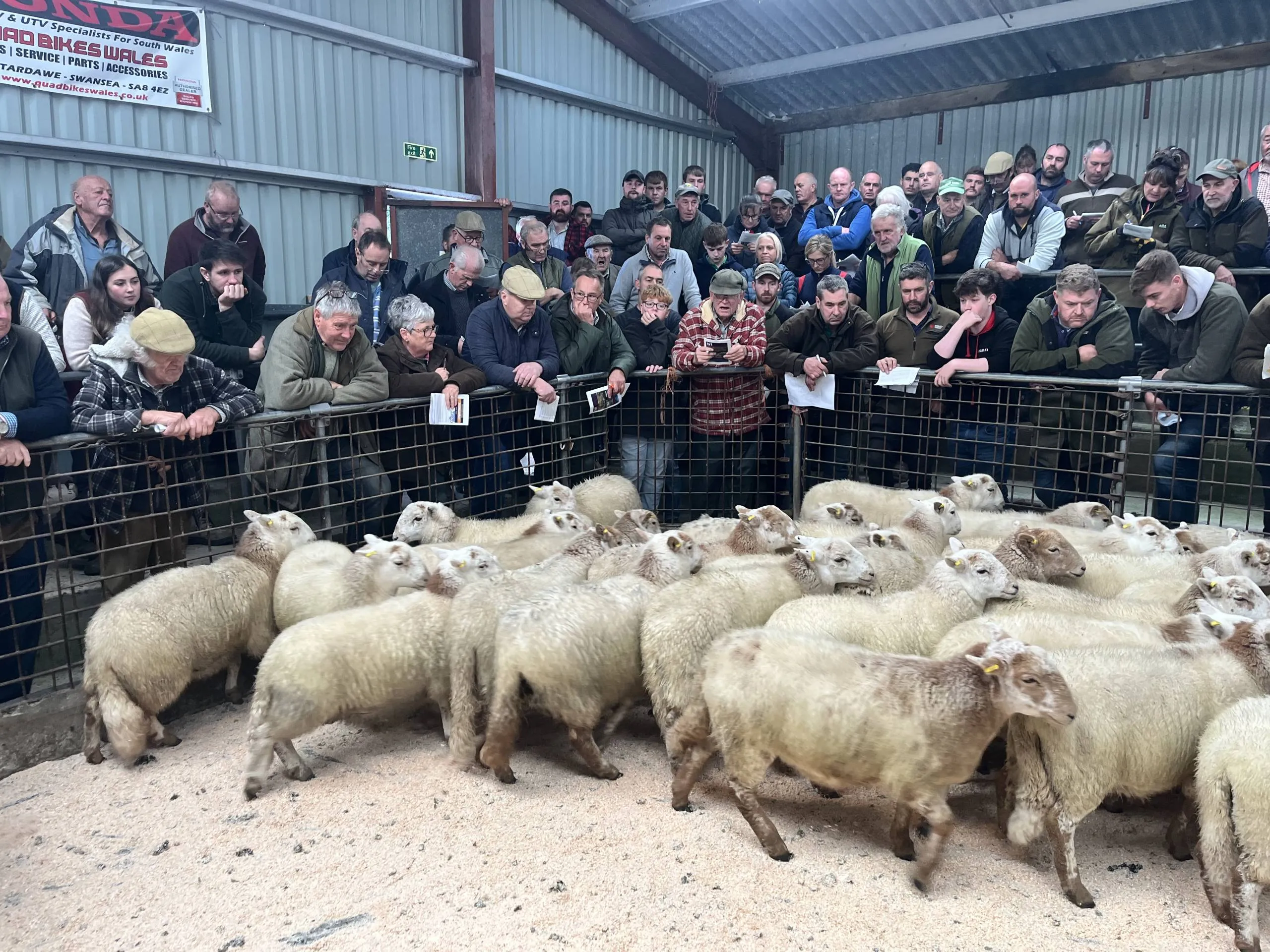 Large group of people standing behind metal fencing watching sheep in an indoor arena with corrugated metal roof