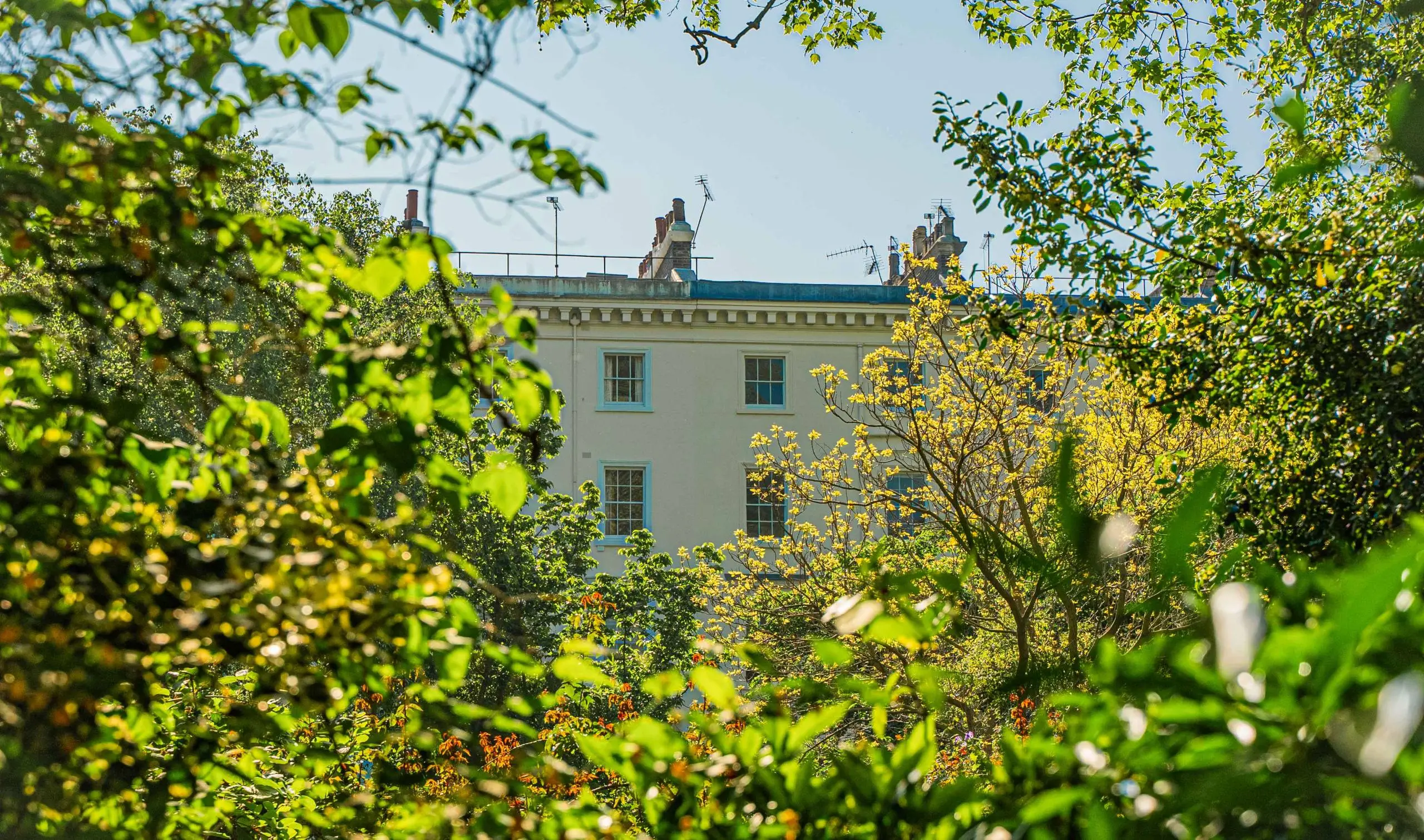 Cream-coloured period building with blue-green roof and chimneys, viewed through garden foliage and flowering shrubs