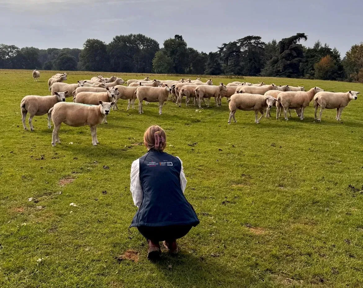 A member of our rural team squats in a field next to a herd of sheep