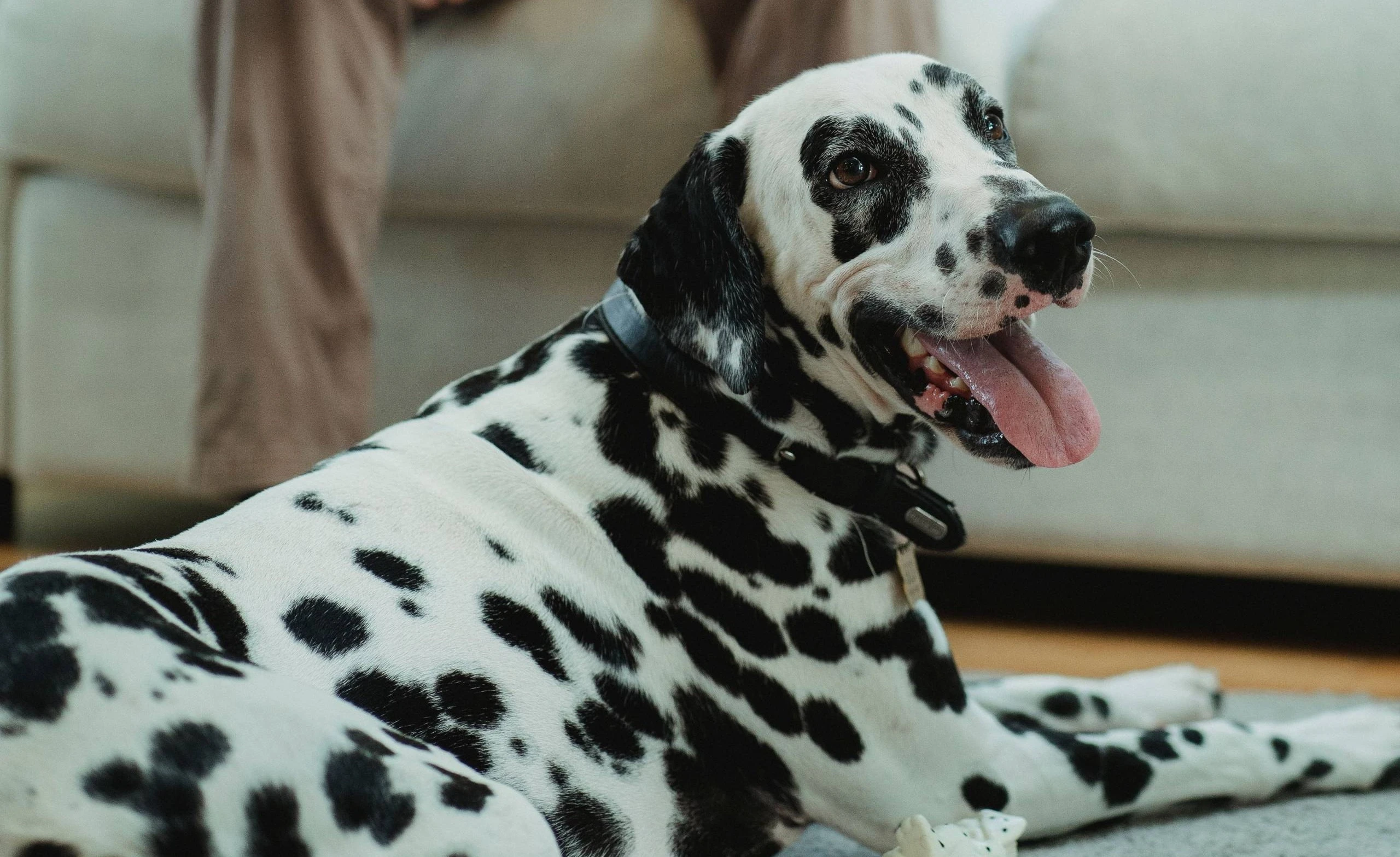 Pets in Rental Properties: What Landlords Need to Know