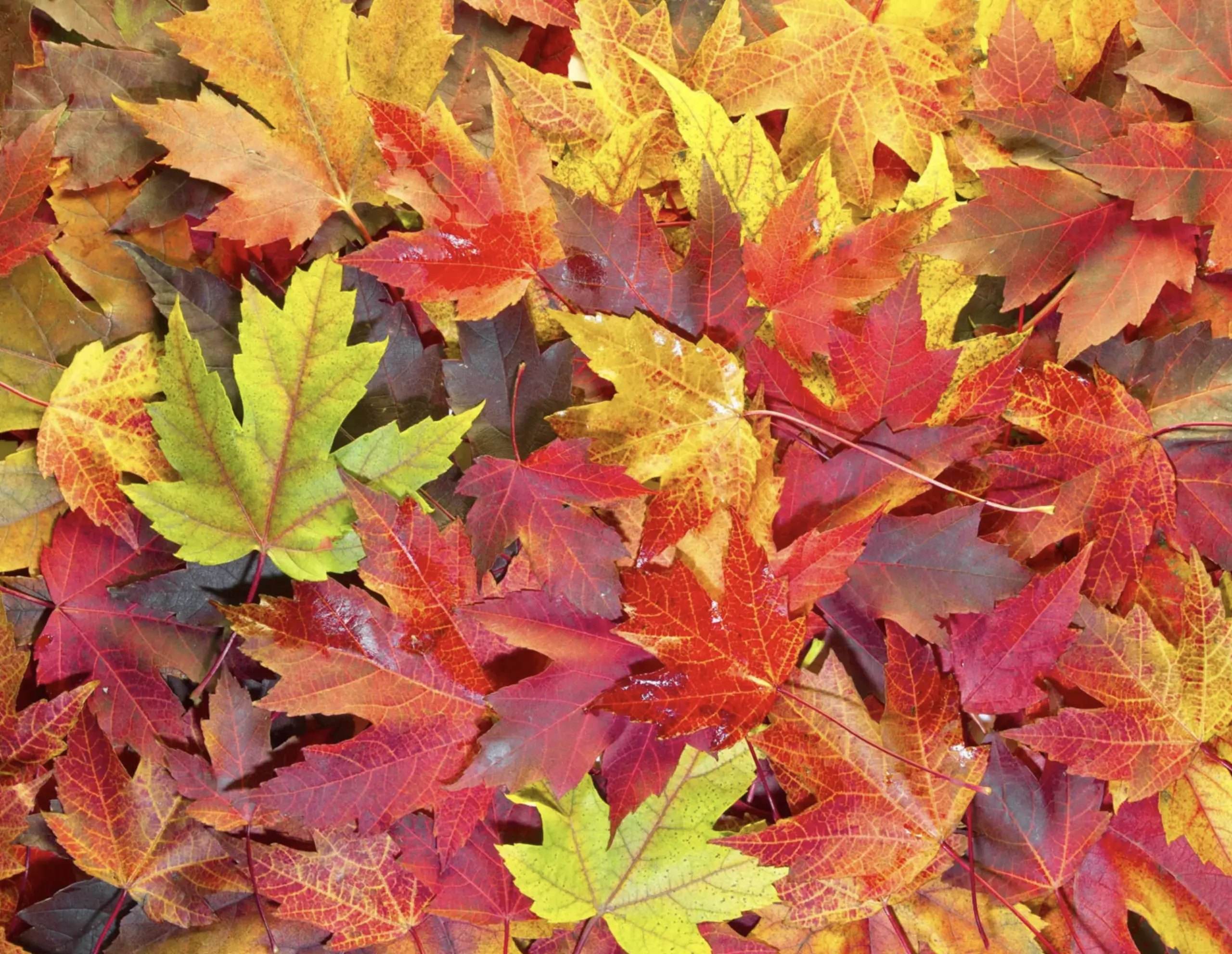 YO11 Autumn Property Market Update