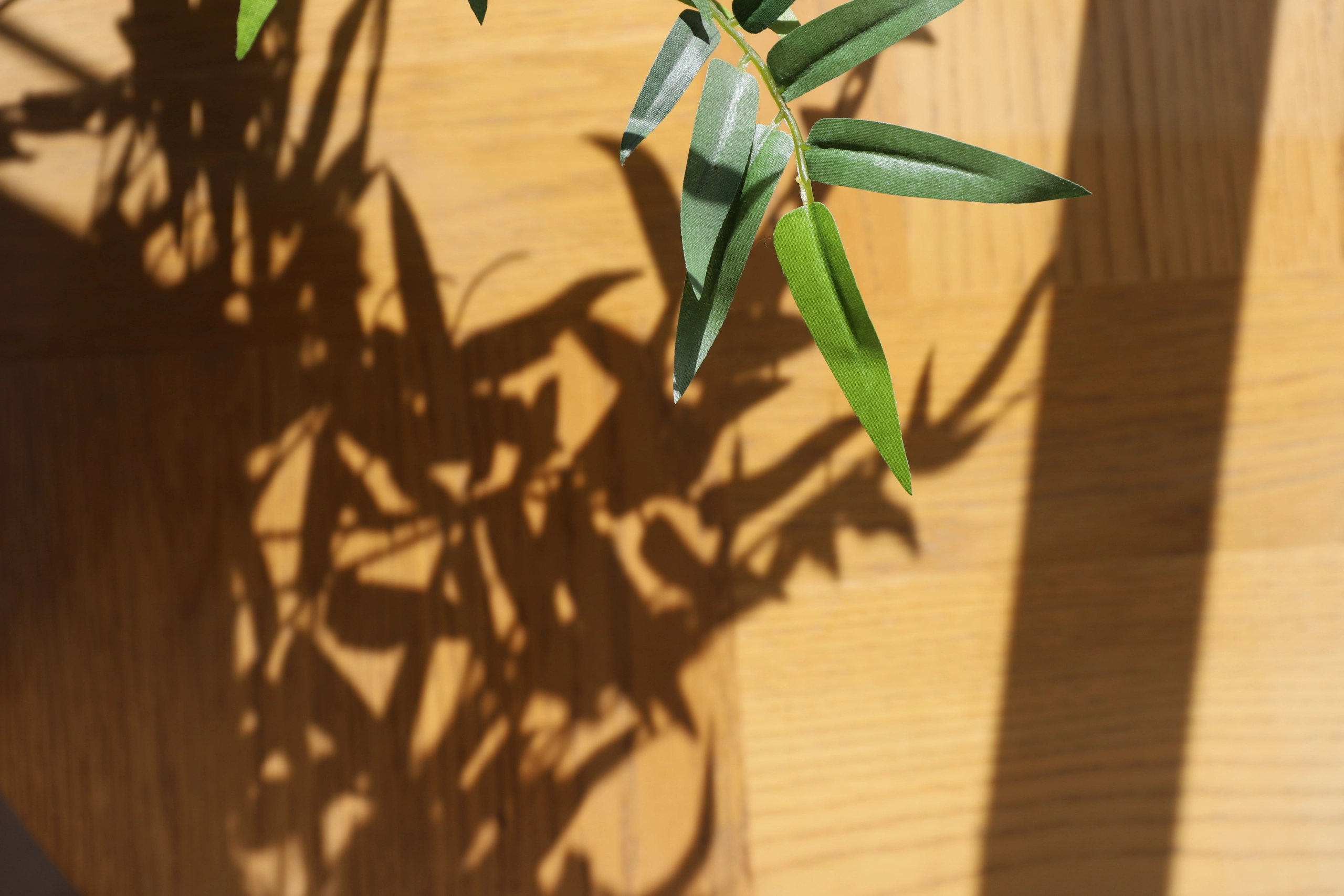 Olive branch with green leaves and fruit against a warm yellow wall with shadows