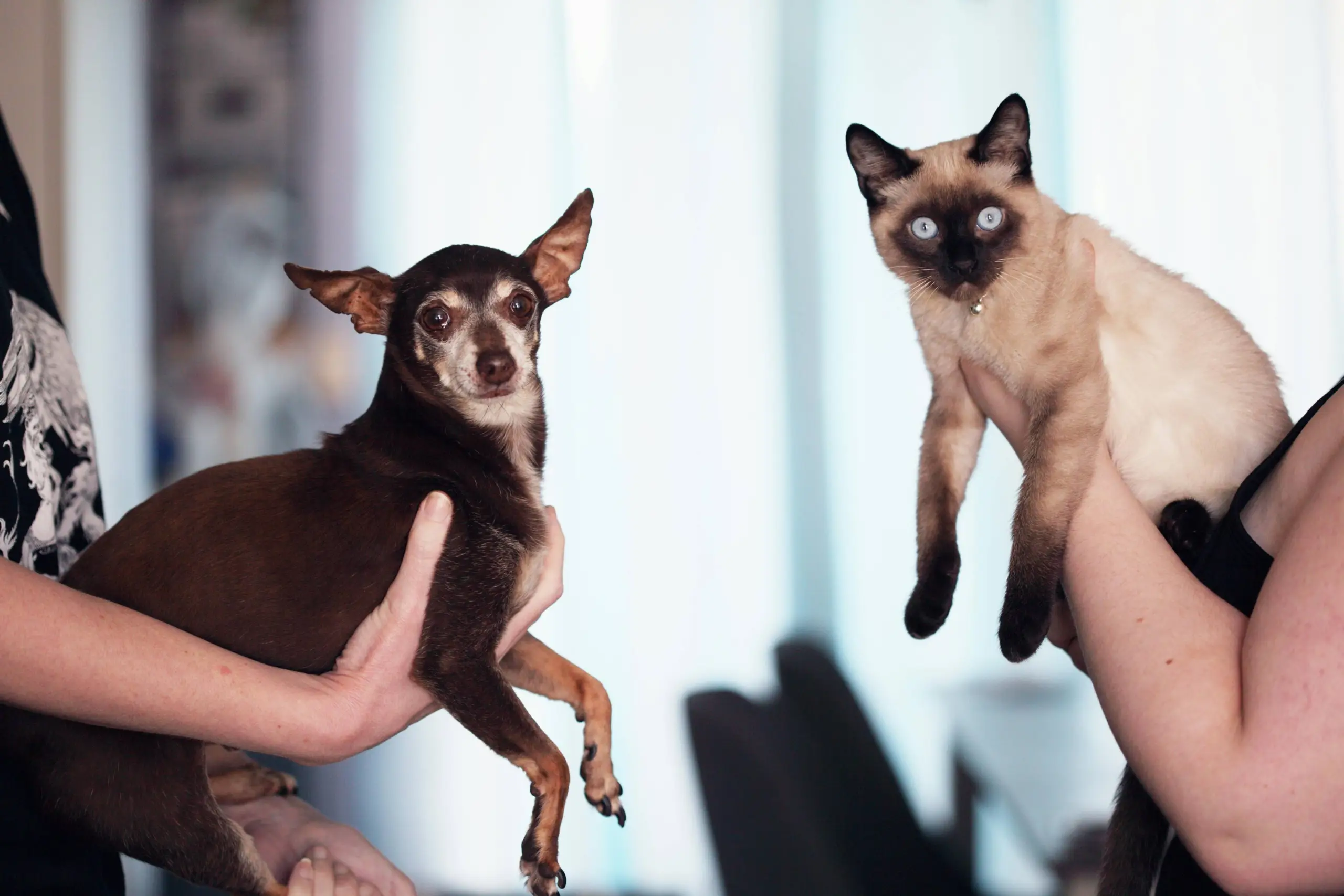 How Do I Sell My Home If I Have Pets?