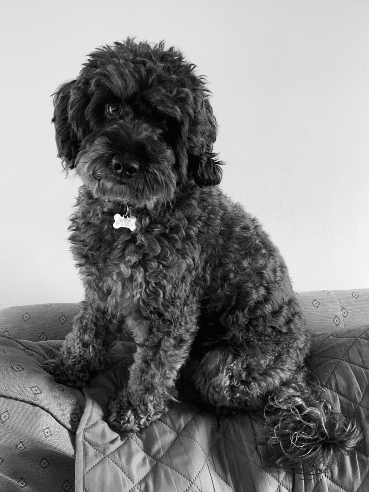Milo Morgans of Cheshire