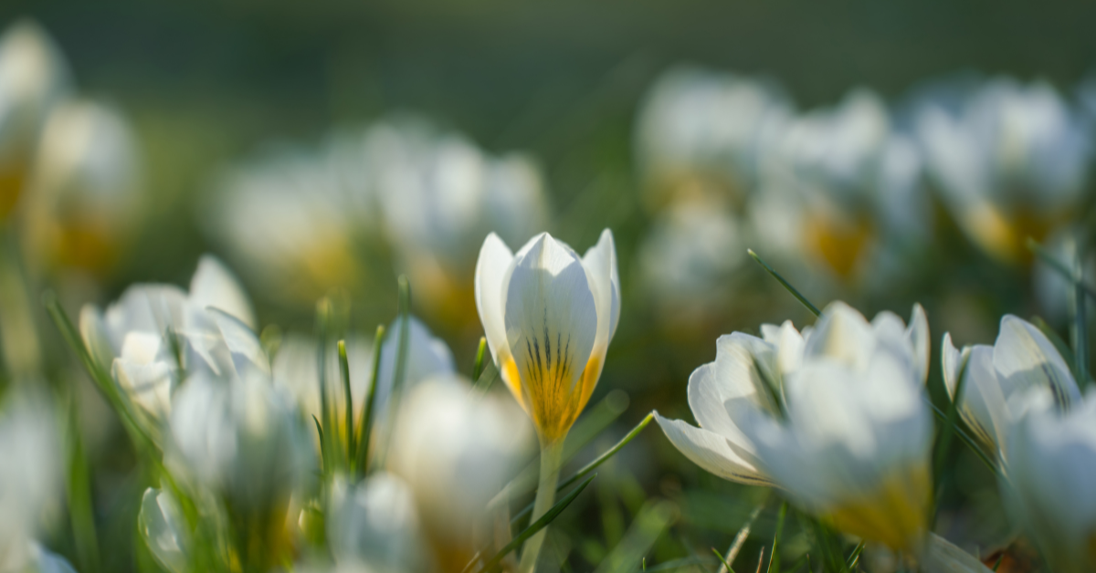 Is Spring the Perfect Time to Sell Your Leicester Family Home?